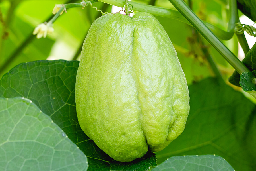 草花 農産物 東京国分寺市の芳樹園